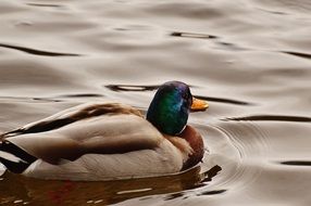 duck on the water waves in river