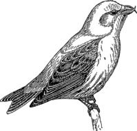 drawing of a perched bird