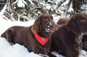 brown retrievers lie on the snow