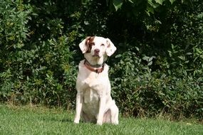 white big dog in nature
