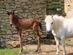 Brown and white horses on a farm