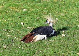 resting grey crowned crane