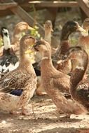 Ducks in countryside
