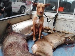 Hunting Dog in a truck with bright booty