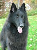 young black dog on green grass