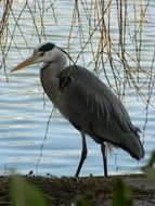 lonely heron on the pond