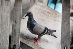 pigeon on a wooden chair