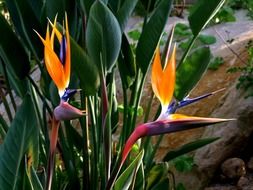 exotic strelitzia blooming in garden