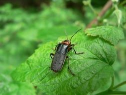black beetle sits on a green leaf