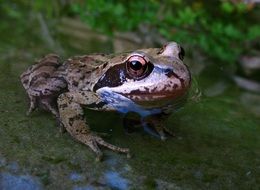 extraordinarily beautiful Frog