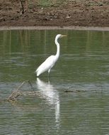 Great Egret heron