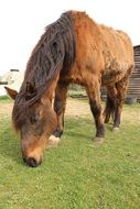 Horse in the countryside on the meadow