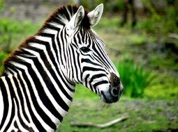 zebra in a reserve in africa