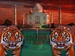 tigers on the background of tajmahal as a colorful illustration