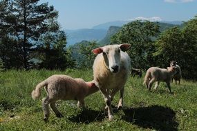 sheep among the picturesque mountains of norway