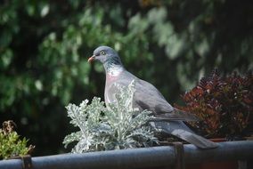 Dove Bird in a garden