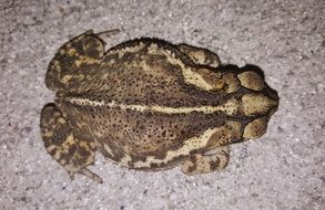 croaking toad