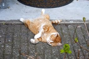 Cat lying on a road