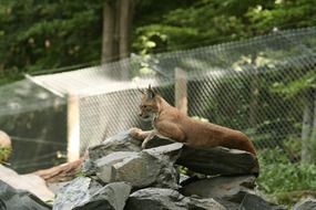 lynx in the aviary in the park