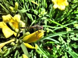 dragonfly on the yellow flower