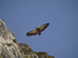 vulture flies over the rocks