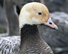 Closeup photo of Emperor Goose