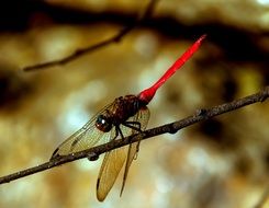 Red and Black Dragonfly