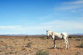 horse on dry land