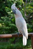 moluccan parrot on branch