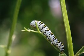 white caterpillar with multi-colored spots