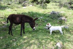 donkey and dog among beautiful nature