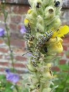 Caterpillars on the flowers