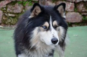 australian shepherd with different eye colors