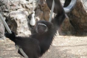 cute Monkey playing in Zoo