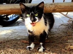 kitten under a wooden beam