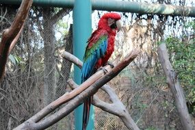 bright parrot in the zoo