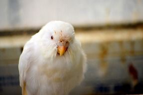 white budgie on a blurred background