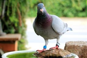 dove in the garden