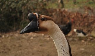 Head of goose