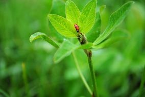 ladybug on green plant in spring