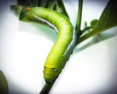 green worm on the leaf