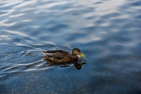 duck floats down the river