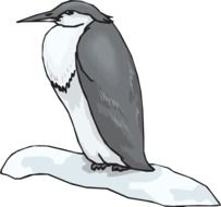 Penguin Black White as a drawing