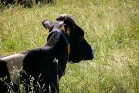 deliciously beautiful Cow on Meadow