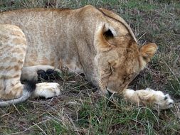 Lion is lying on the grass in Kenya