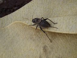 herbal beetle on paper