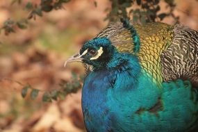 blue peacock in the park