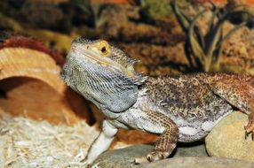 bearded dragon in terrarium