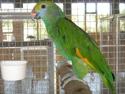 green parrot in a cage near the window