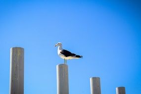 los vilos Seagull